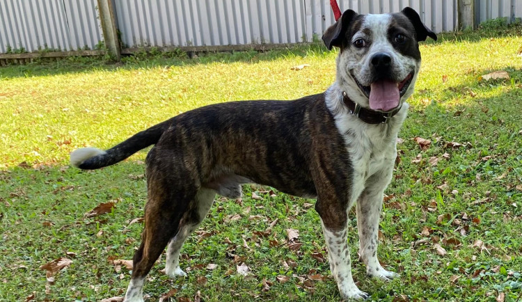 Frediemu bude nejlépe v rodině s dětmi. Spokojený bude na zahradě i na gauči