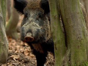 Myslivecké spolky v kraji Vysočina i letos získají příspěvek na odstřel divokých prasat