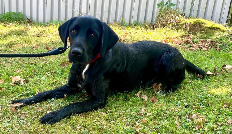 HLEDÁME PÁNÍČKA IX: Buba neměl štěstí na majitele, přitom je to skvělý pes