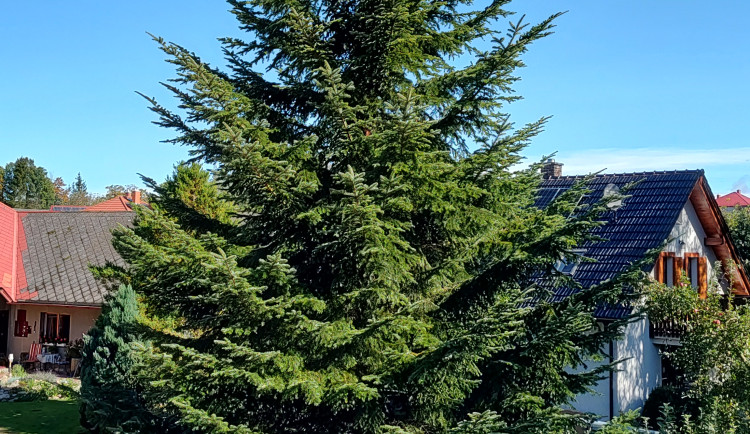 Havlíčkův Brod bude mít vánoční strom z Olešné. Na oplátku pošle strom do Nizozemí