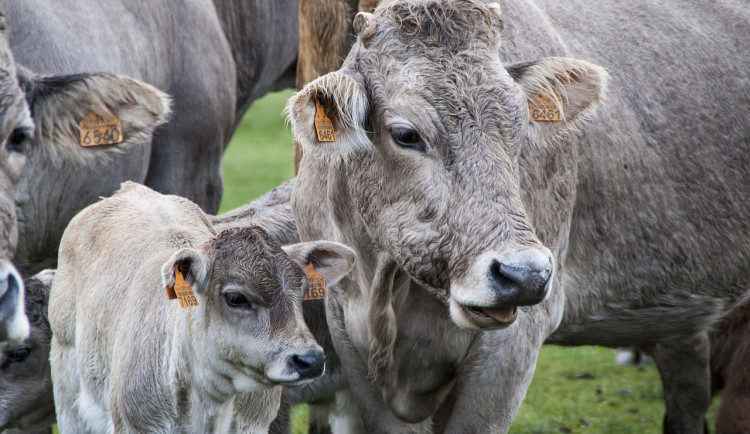 Veganští aktivisté zveřejnili drastické záběry z kravínů na Vysočině. Zaměstnanci na videu zvířata týrají