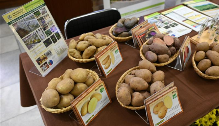 Výstava vzorků, soutěž i seminář. Havlíčkům Brod hostil tradiční bramborářskou slavnost