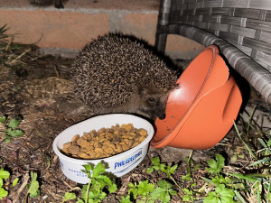 Ježkům zbývá několik posledních dní, aby se dostatečně vykrmili předtím, než upadnou do zimního spánku