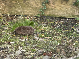 Ježkům zbývá několik posledních dní, aby se dostatečně vykrmili předtím, než upadnou do zimního spánku