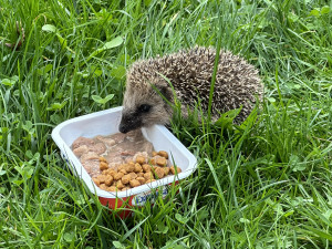 Ježkům zbývá několik posledních dní, aby se dostatečně vykrmili předtím, než upadnou do zimního spánku