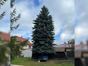 Jihlava našla svůj vánoční strom, letos to bude dvanáctimetrový smrk z Telče