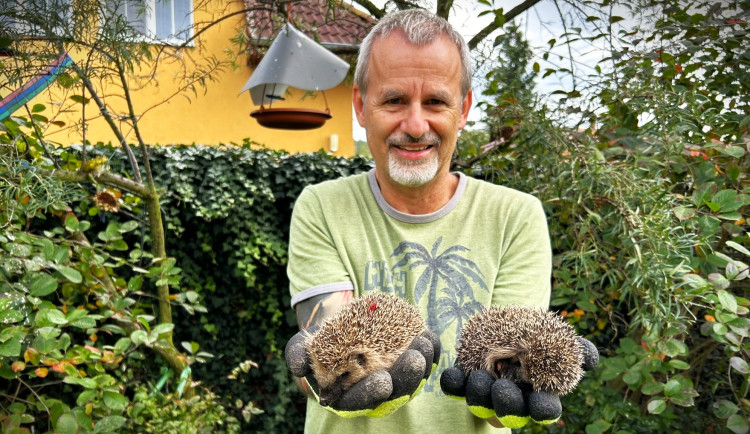 Červená skvrna v bodlinách levého ježka není zranění. Jde o barevné označení ježka, kterému jsme už aplikovali prostředek proti parazitům