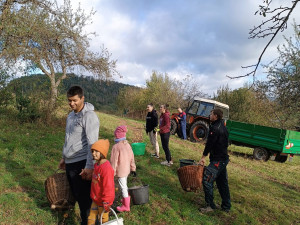V Ujčově na Žďársku lidé sebrali pět tun jablek, výtěžek z prodeje jde na kroje