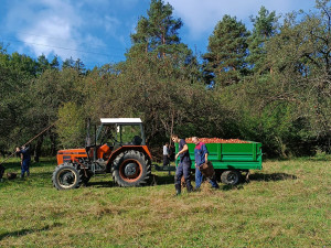 V Ujčově na Žďársku lidé sebrali pět tun jablek, výtěžek z prodeje jde na kroje