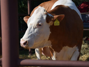 Národní šampionka Berta odchází v patnácti letech do důchodu, dala devadesát tisíc litrů mléka