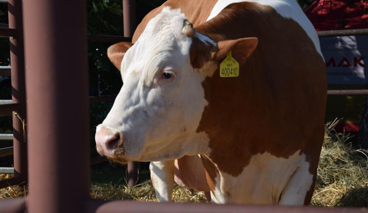 Národní šampionka Berta odchází v patnácti letech do důchodu. Foto: Se svolením Kraje Vysočina