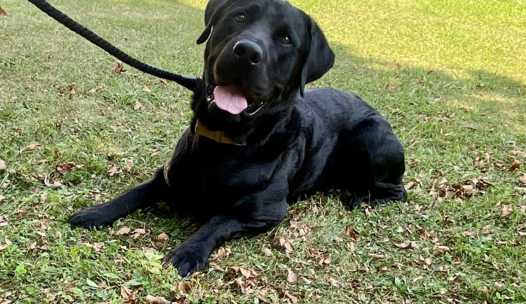 HLEDÁME PÁNÍČKA X: Smutný Johny hledá nový domov, k lidem je přátelský