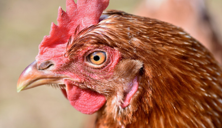 Ilustrační foto. Foto: pixabay.com