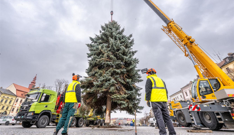 Masarykovo náměstí už zdobí vánoční strom. Dvanáctimetrový smrk dorazil z Telče