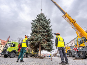 Masarykovo náměstí už zdobí vánoční strom. Dvanáctimetrový smrk dorazil z Telče