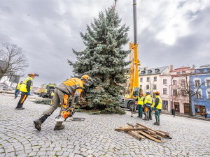 Masarykovo náměstí už zdobí vánoční strom. Dvanáctimetrový smrk dorazil z Telče