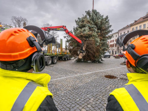 Masarykovo náměstí už zdobí vánoční strom. Dvanáctimetrový smrk dorazil z Telče