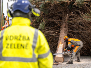 Masarykovo náměstí už zdobí vánoční strom. Dvanáctimetrový smrk dorazil z Telče