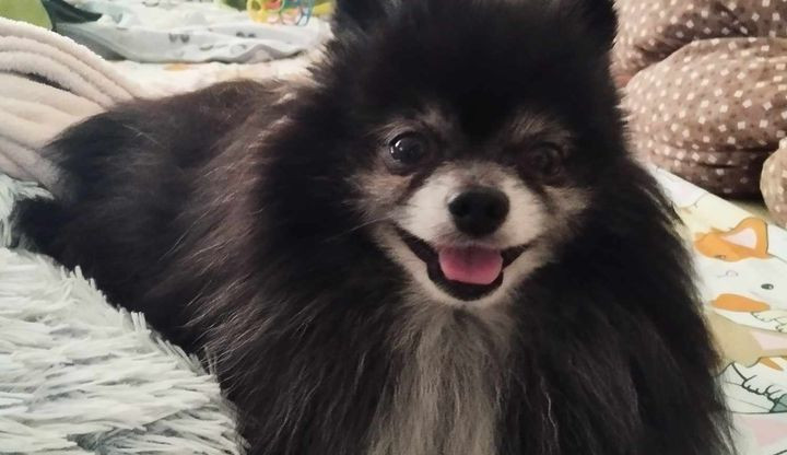 Pomíci z pytle byli vyhození, nyní si užívají první opravdovou lásku ve svém životě. Foto: Útulek pro opuštění a nalezená zvířata Městské policie Jihlava/facebook