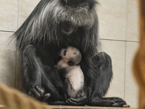 Guarézy běloramenné v jihlavské zoo mají sněhobílé mládě