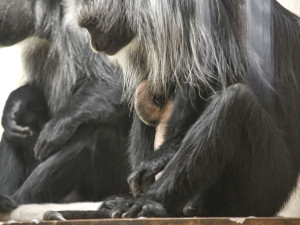Guarézy běloramenné v jihlavské zoo mají sněhobílé mládě