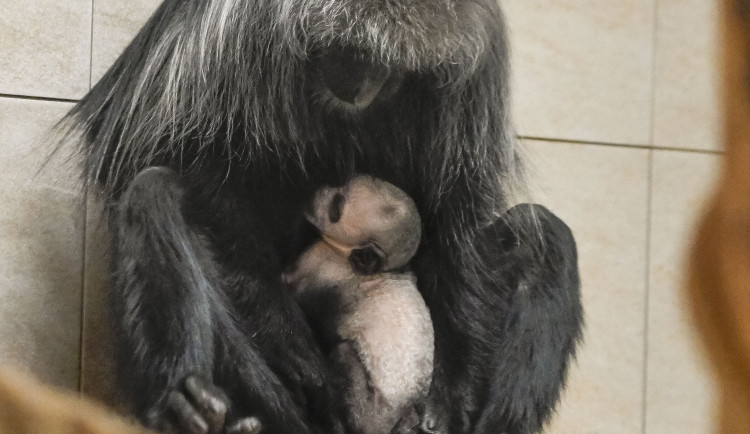 Guarézy běloramenné v jihlavské zoo mají sněhobílé mládě