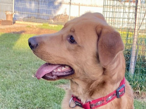 HLEDÁME PÁNÍČKA XI.: Roční Zaky zůstal napospas ulici. Nejlépe mu bude v domě u aktivních majitelů