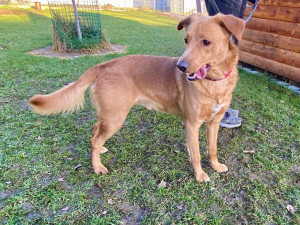 HLEDÁME PÁNÍČKA XI.: Roční Zaky zůstal napospas ulici. Nejlépe mu bude v domě u aktivních majitelů