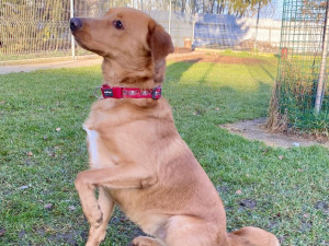 HLEDÁME PÁNÍČKA XI.: Roční Zaky zůstal napospas ulici. Nejlépe mu bude v domě u aktivních majitelů