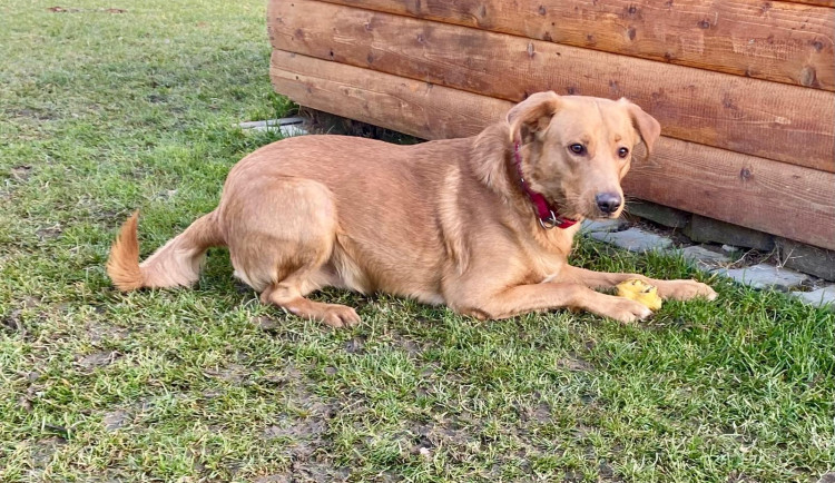 Roční Zaky zůstal napospas ulici. Nejlépe mu bude u aktivních majitelů 