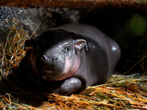 VIDEO: Malá hrošice v jihlavské zoo oslaví měsíc. Chovatelé na chvilku potrápily oděrky na zadních nohách