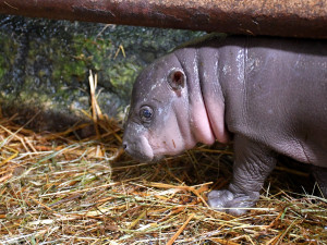 VIDEO: Malá hrošice v jihlavské zoo oslaví měsíc. Chovatelé na chvilku potrápily oděrky na zadních nohách