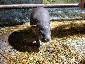 VIDEO: Malá hrošice v jihlavské zoo oslaví měsíc. Chovatelé na chvilku potrápily oděrky na zadních nohách
