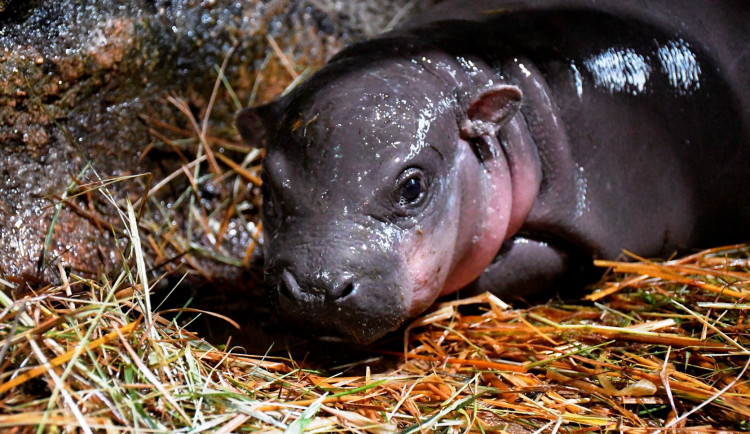 VIDEO: Malá hrošice v jihlavské zoo oslaví měsíc. Chovatelé na chvilku potrápily oděrky na zadních nohách