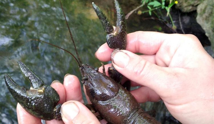 Raků říčních je stále méně, veřejnost by měla informovat o výskytu nepůvodních druhů. Foto: Se svolením Kraje Vysočina