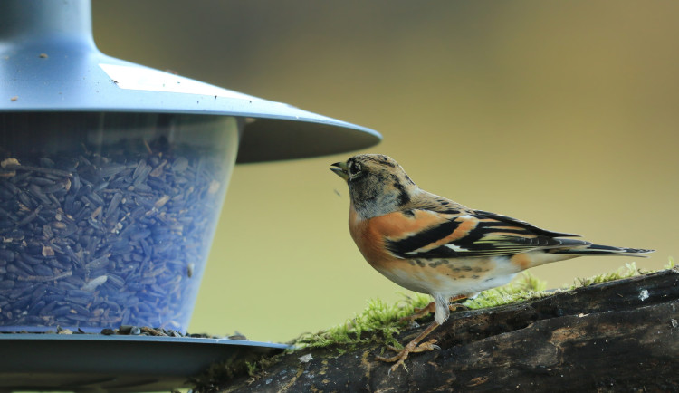 Ilustrační foto: Pěnkava jikavec