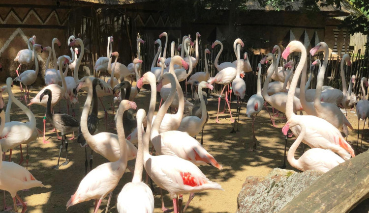 Jihlavskou zoo loni navštívilo o něco méně lidí než předloni. Hlavním důvodem bylo nepříznivé počasí