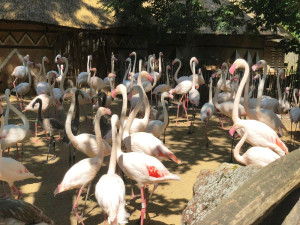 Jihlavskou zoo loni navštívilo o něco méně lidí než předloni. Hlavním důvodem bylo nepříznivé počasí