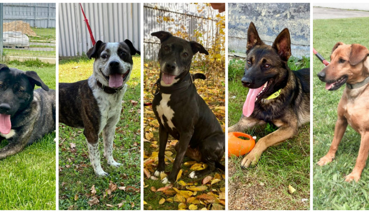 Pětice pejsků rekordmanů stále čeká na svůj vysněný domov