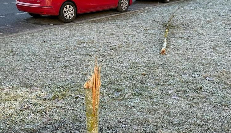 FOTO: Vandalismus ve Žďáru nad Sázavou. Někdo zde záměrně ničí stromy, do případu už se vložila policie