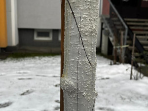 FOTO: Vandalismus ve Žďáru nad Sázavou. Někdo zde záměrně ničí stromy, do případu už se vložila policie