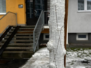 FOTO: Vandalismus ve Žďáru nad Sázavou. Někdo zde záměrně ničí stromy, do případu už se vložila policie