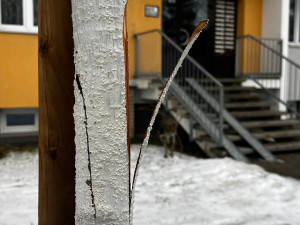 FOTO: Vandalismus ve Žďáru nad Sázavou. Někdo zde záměrně ničí stromy, do případu už se vložila policie