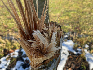 FOTO: Vandalismus ve Žďáru nad Sázavou. Někdo zde záměrně ničí stromy, do případu už se vložila policie