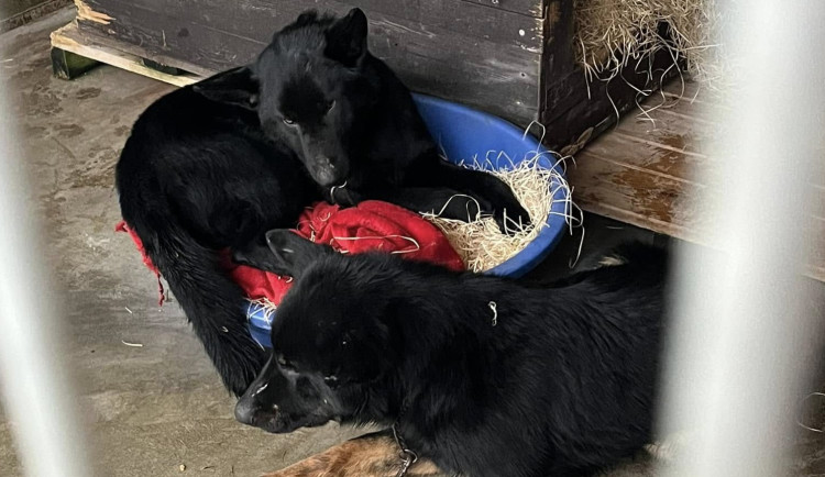 Devět trpících psů včetně štěňat skončilo v útulku v Mohelnici. Žili v garáži nebo ve vozíku od auta