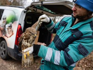 FOTO: Stanice Pavlov na Havlíčkobrodsku loni přijala o čtvrtinu víc zraněných zvířat