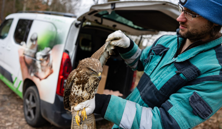 Stanice Pavlov na Havlíčkobrodsku loni přijala o čtvrtinu víc zraněných zvířat
