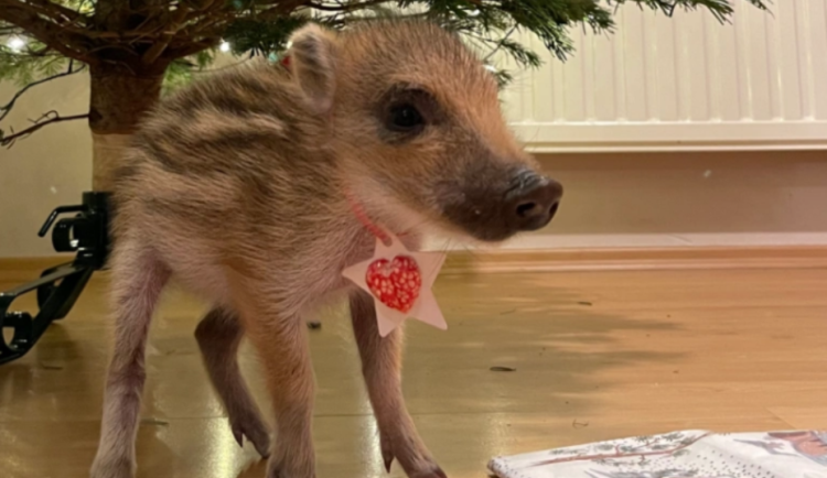 Prasátko Boženka během uplynulých Vánoc