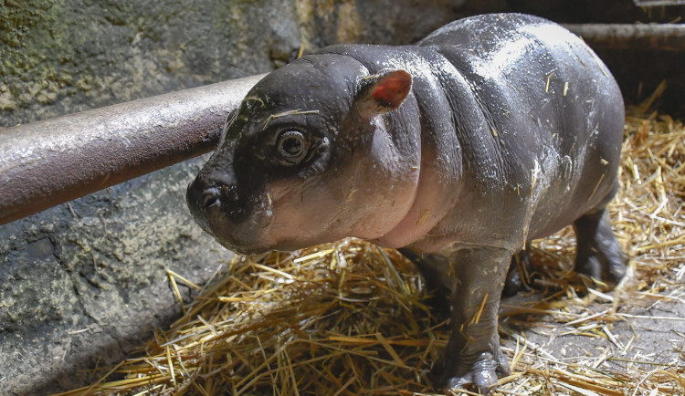 VIDEO: Třicet kilo radosti. Hrošice v jihlavské zoo roste jako z vody, už ochutnává seno a granule