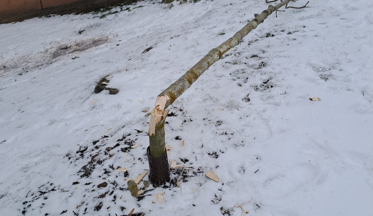 Ničení stromů ve Žďáru pokračuje. Všímejte si svého okolí a případně volejte 158, vyzývá radnice